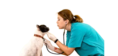 alt-Vet Consultation